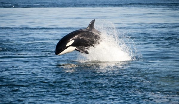 Whale Watching Mirissa